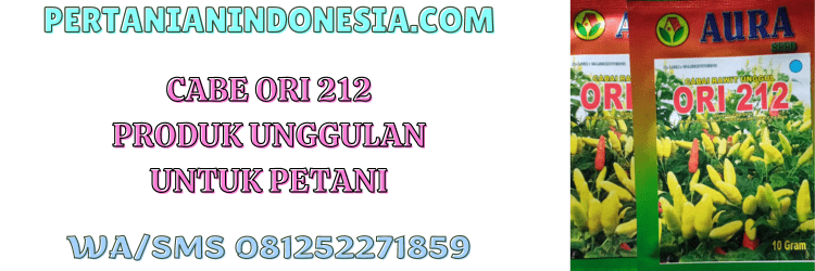 ori 212,benih,bibit,tanaman,tanaman cabe,pertanian indonesia